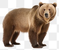 PNG Bear wildlife mammal animal transparent background