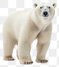 PNG Bear wildlife animal mammal transparent background