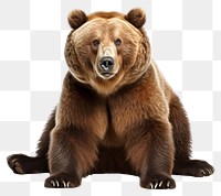 PNG Bear wildlife mammal animal transparent background