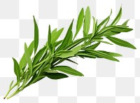 PNG Tarragon plant herbs leaf. AI generated Image by rawpixel.