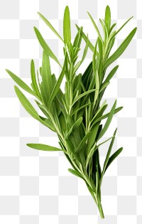 PNG Tarragon plant herbs leaf. 