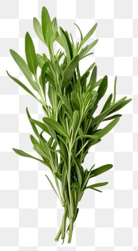 PNG Tarragon vegetable plant herbs. AI generated Image by rawpixel.