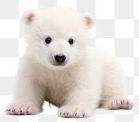 PNG Bear mammal animal transparent background