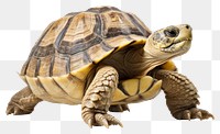 PNG Tortoise reptile animal  