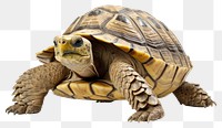 PNG Tortoise reptile animal white background. AI generated Image by rawpixel.