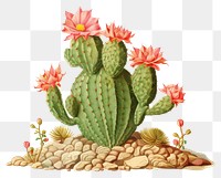 PNG Astrophytum myriostigma cactus cartoon flower plant. AI generated Image by rawpixel.