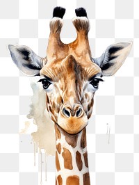 PNG Giraffe wildlife animal mammal transparent background