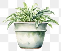 PNG Flowerpot plant leaf transparent background. 