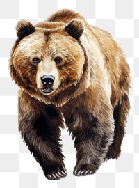 PNG Bear wildlife mammal animal transparent background