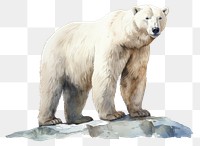 PNG Bear wildlife mammal animal transparent background