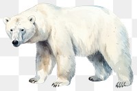 PNG Bear wildlife animal mammal transparent background