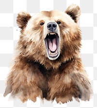 PNG Bear mammal animal transparent background