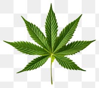 PNG Leaf cannabis green plant transparent background