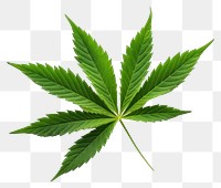 PNG Leaf cannabis plant herbs transparent background