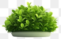 PNG Plant green herbs leaf. AI generated Image by rawpixel.