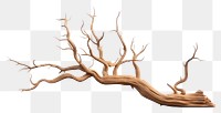 PNG Tree driftwood plant white background