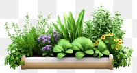 PNG Garden herbs outdoors flower. AI generated Image by rawpixel.