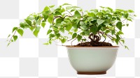 PNG Plant bonsai leaf tree transparent background