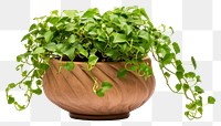 PNG Plant herbs leaf vine transparent background