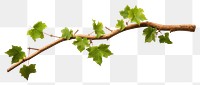 PNG Plant leaf tree vine transparent background