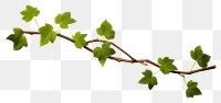 PNG Vine plant leaf transparent background