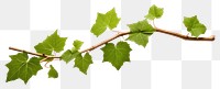 PNG Plant leaf tree vine transparent background