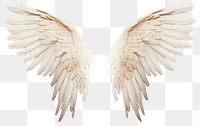 PNG Angel bird wing transparent background