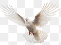 PNG Animal flying bird transparent background