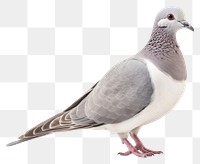 PNG Animal pigeon bird dove transparent background