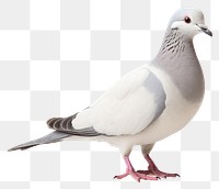 PNG Animal pigeon bird transparent background