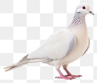 PNG Animal pigeon bird transparent background