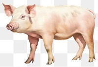 PNG Pig mammal animal boar transparent background