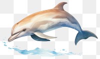 PNG Dolphin animal mammal fish. 