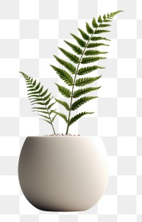 PNG Plant vase leaf fern. 