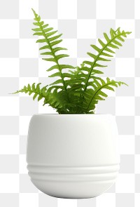 PNG Plant fern vase leaf. AI generated Image by rawpixel.