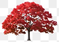 PNG Maple tree plant white background tranquility. AI generated Image by rawpixel.