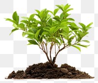 PNG Plant leaf soil tree. 