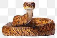 PNG Snake reptile animal white background