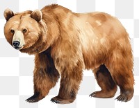 PNG Mammal animal bear carnivora. 