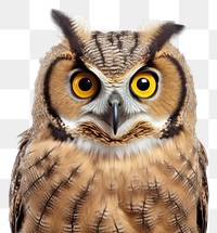 PNG Owl animal bird beak transparent background