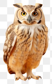 PNG Owl animal bird beak transparent background