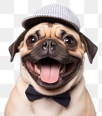 PNG Pug mammal animal cute transparent background