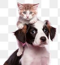 PNG Puppy mammal animal kitten transparent background