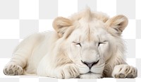 PNG Wildlife mammal animal relaxation. AI generated Image by rawpixel.