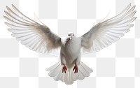 PNG White pigeon animal flying bird