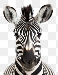 PNG Wildlife animal mammal zebra. 