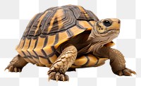 PNG Reptile animal wildlife tortoise. 