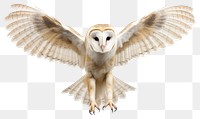 PNG Animal bird owl wildlife