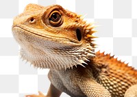 PNG Reptile animal lizard iguana. AI generated Image by rawpixel.