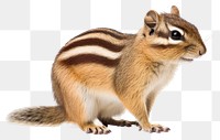 PNG Squirrel animal mammal rodent.